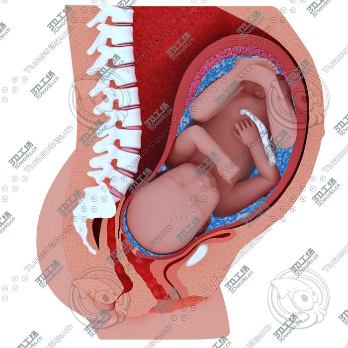 images/goods_img/202104092/Childbirth Sequence Cross Sections Collection/1.jpg